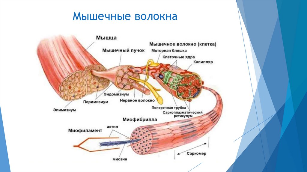 Мышечная ткань