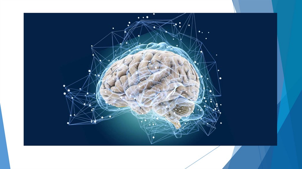 Органный уровень жизни