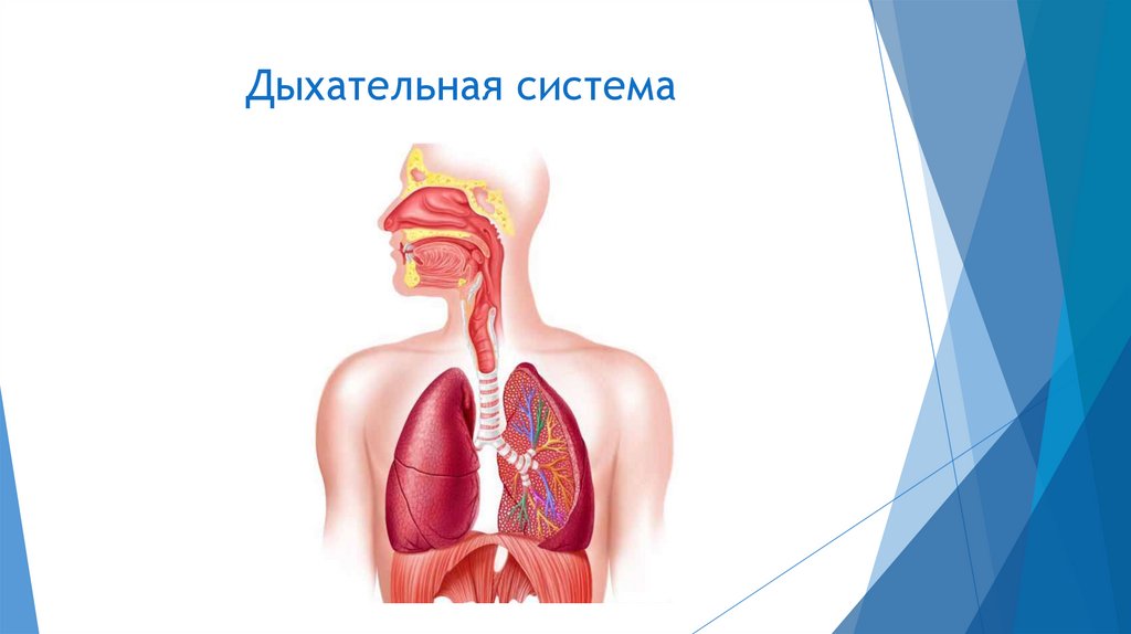 Нервная система