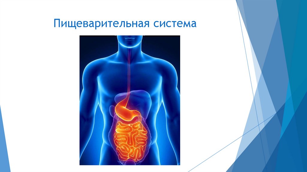 Дыхательная система