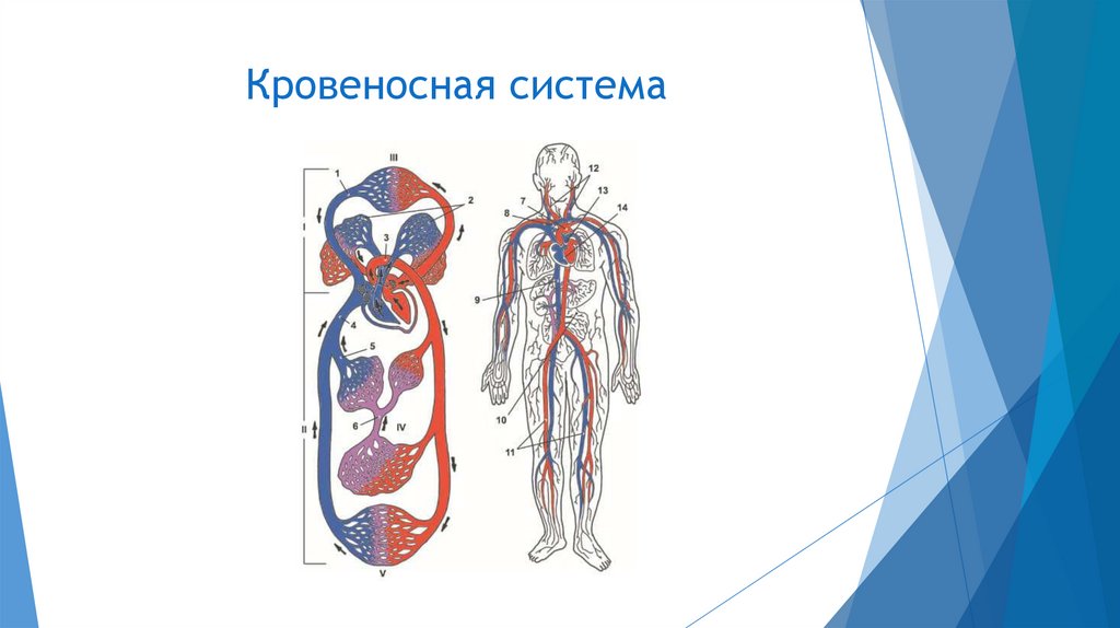 Пищеварительная система