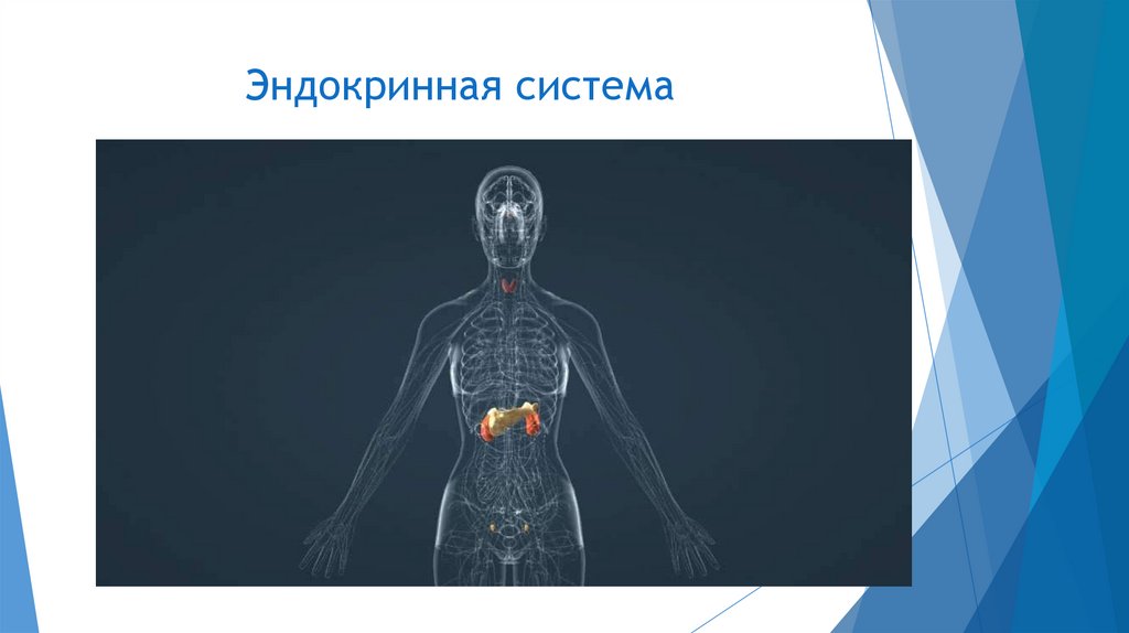 Кровеносная система