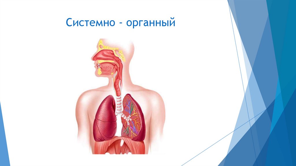 Системно - органный