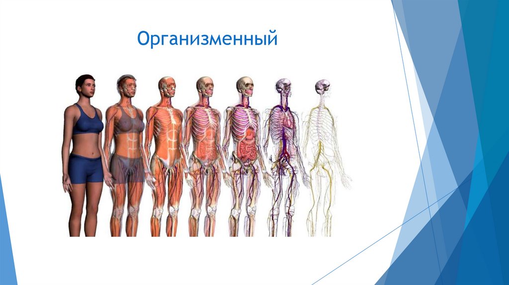 Организменный