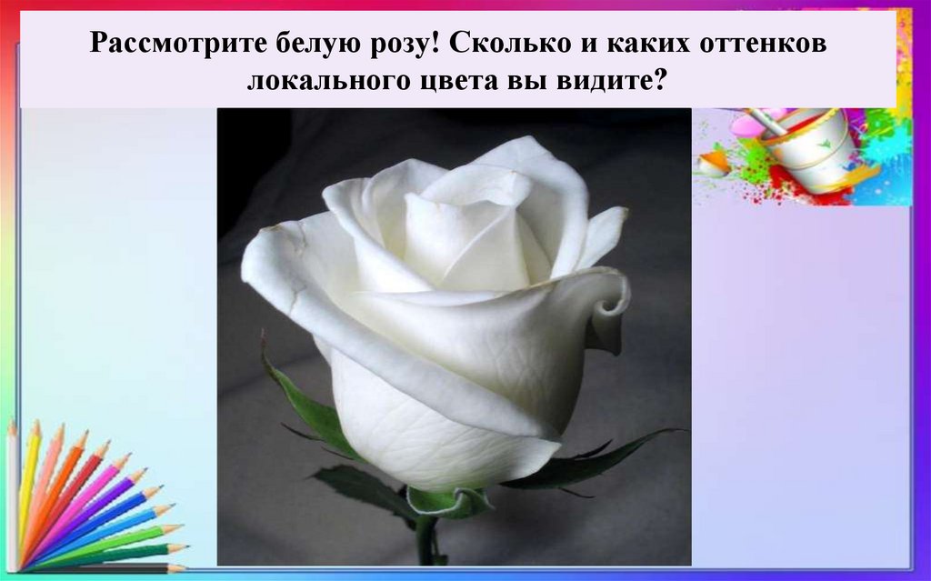 Рассмотрите белую розу! Сколько и каких оттенков локального цвета вы видите?