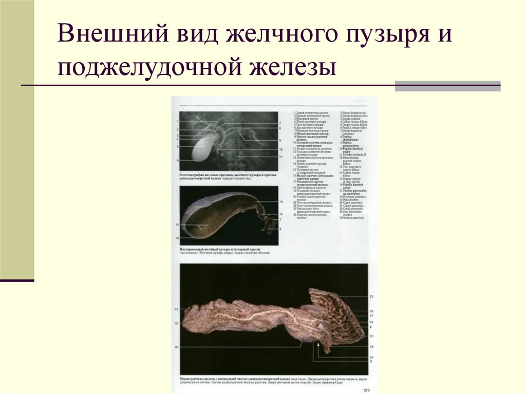 Внешний вид желчного пузыря и поджелудочной железы