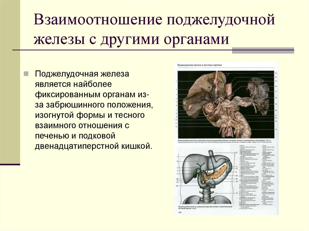 Взаимоотношение поджелудочной железы с другими органами