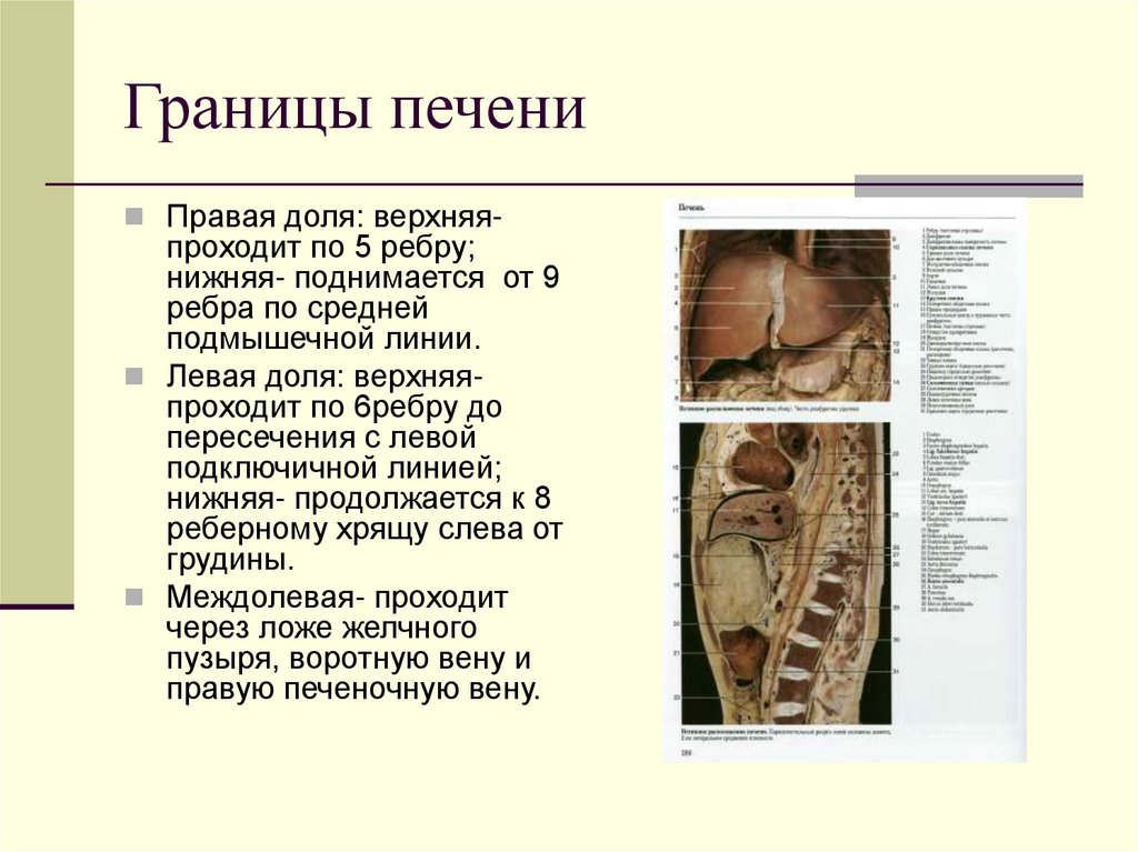 Границы печени