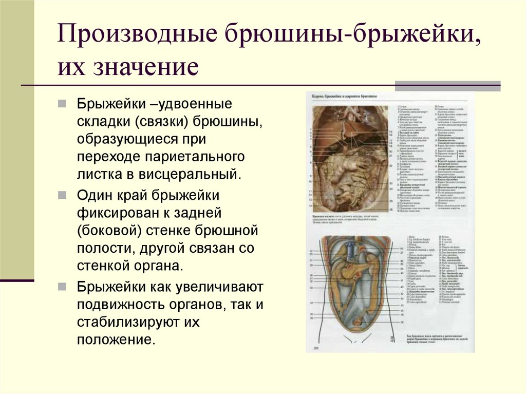 Производные брюшины-брыжейки, их значение