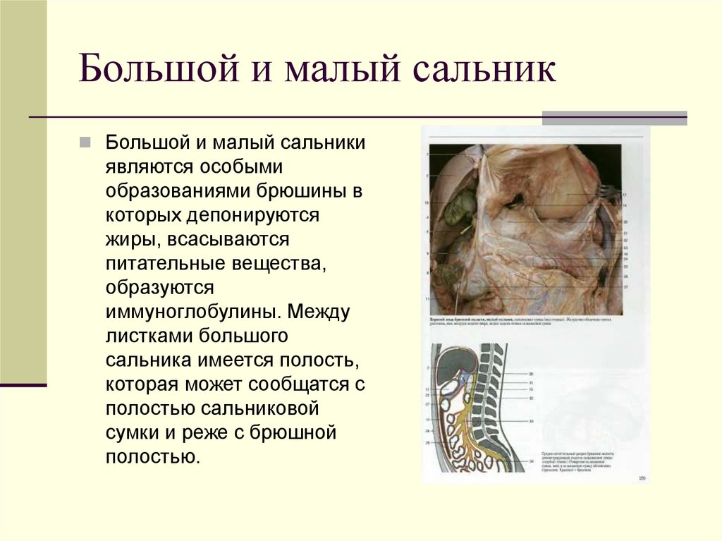 Большой и малый сальник