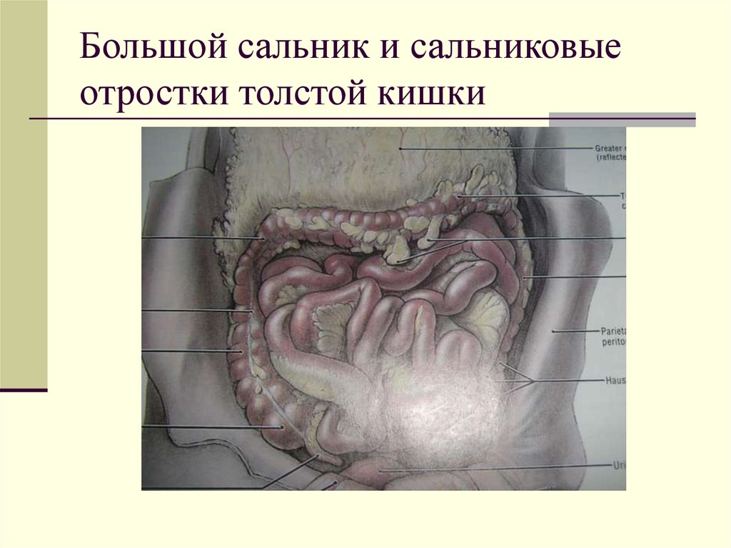 Большой сальник и сальниковые отростки толстой кишки