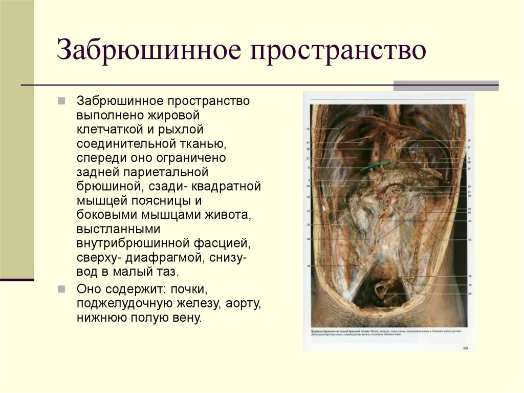 Забрюшинное пространство