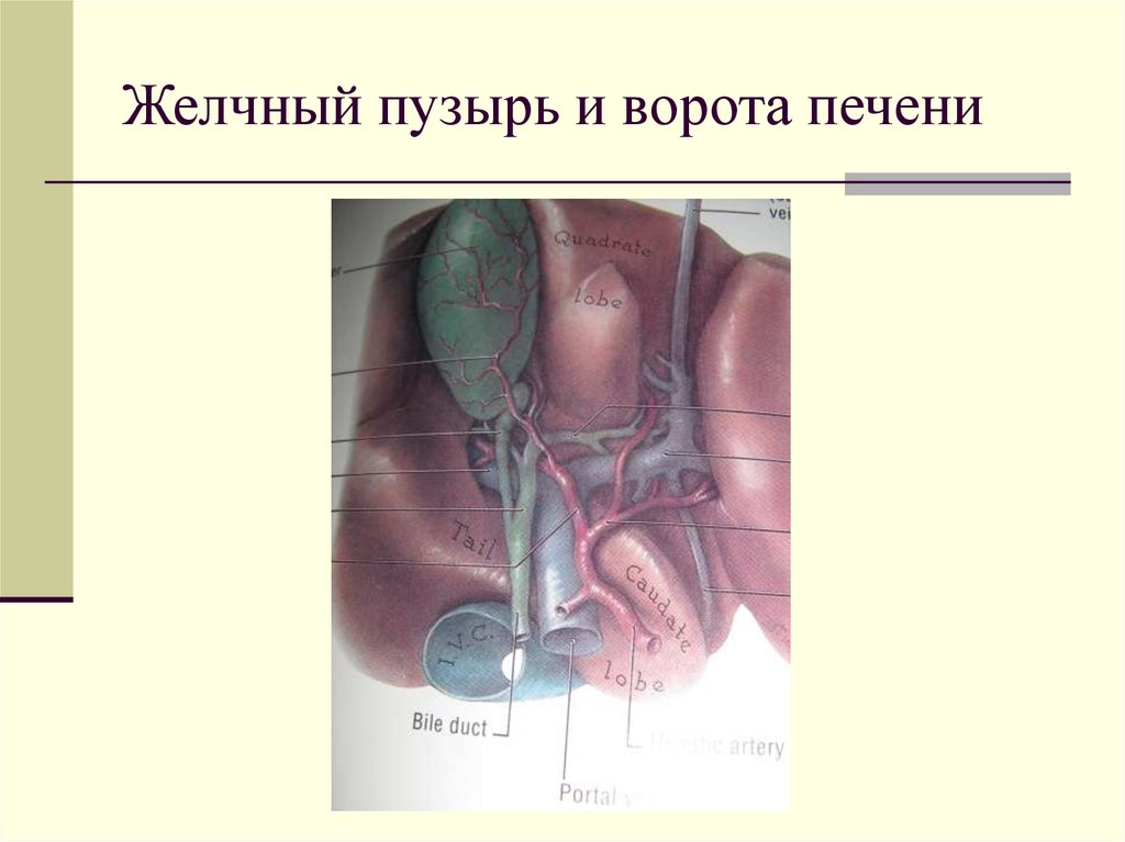 Желчный пузырь и ворота печени