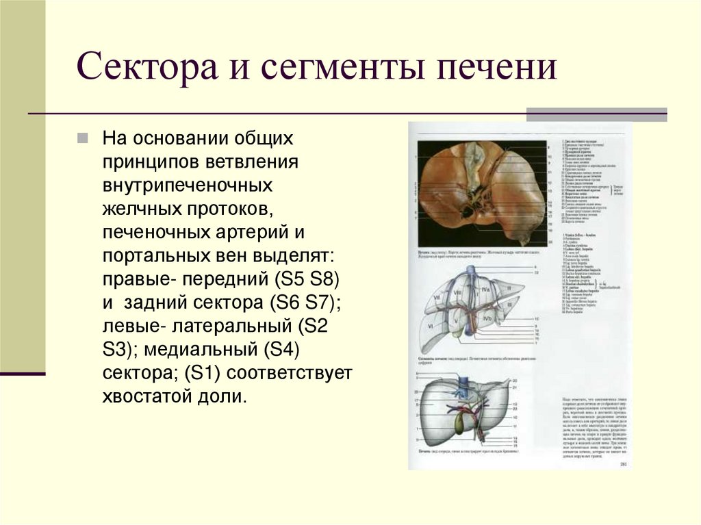 Сектора и сегменты печени