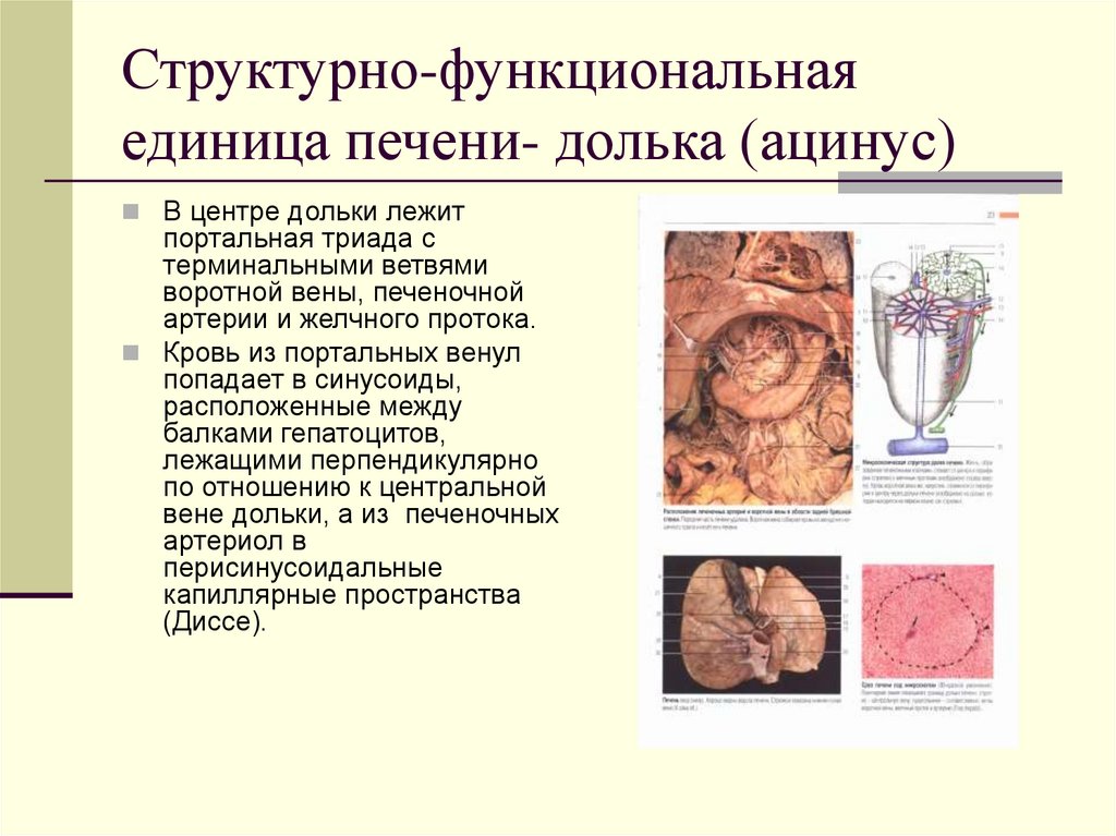 Структурно-функциональная единица печени- долька (ацинус)