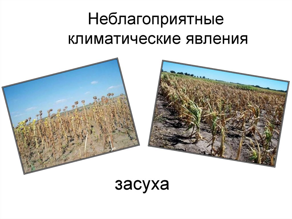 Неблагоприятные климатические явления