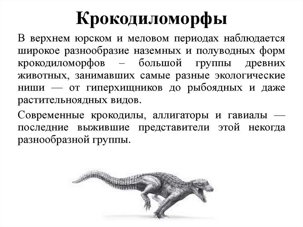 Крокодиломорфы