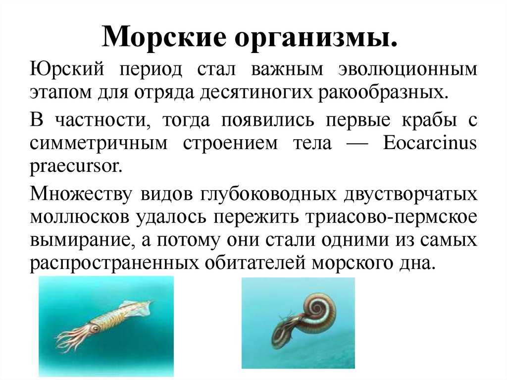 Морские организмы. 