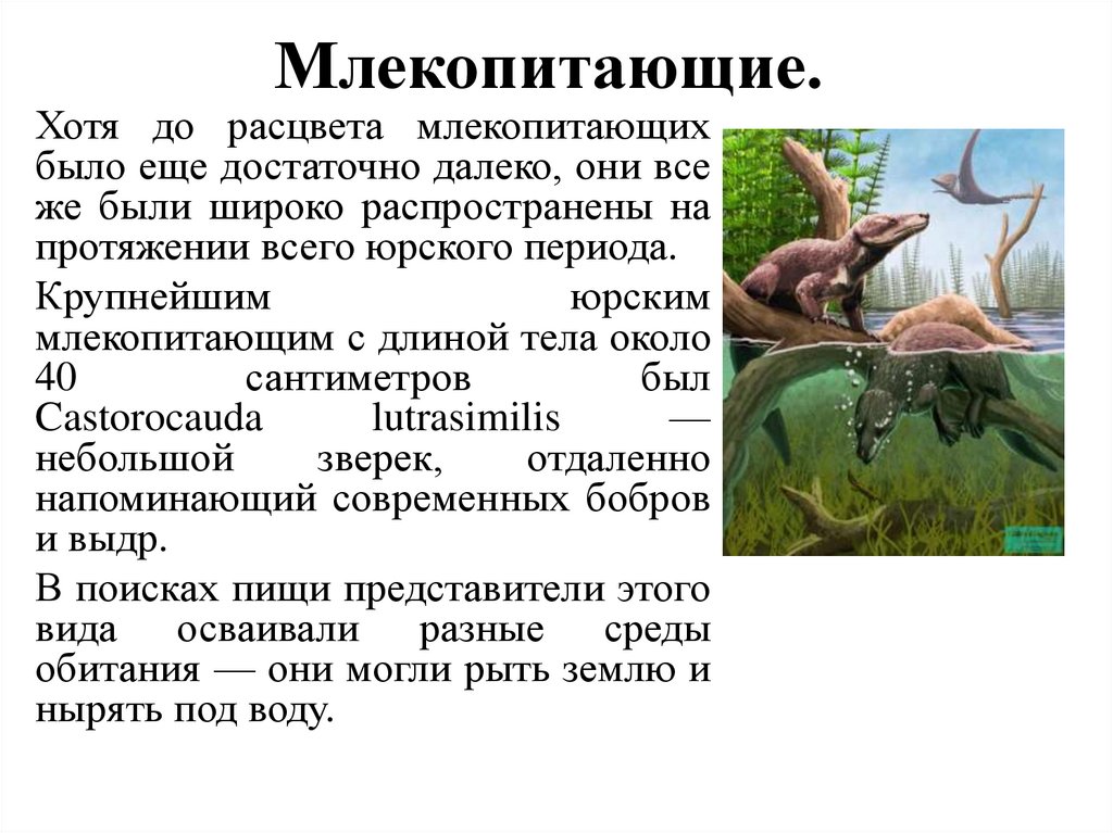 Млекопитающие. 