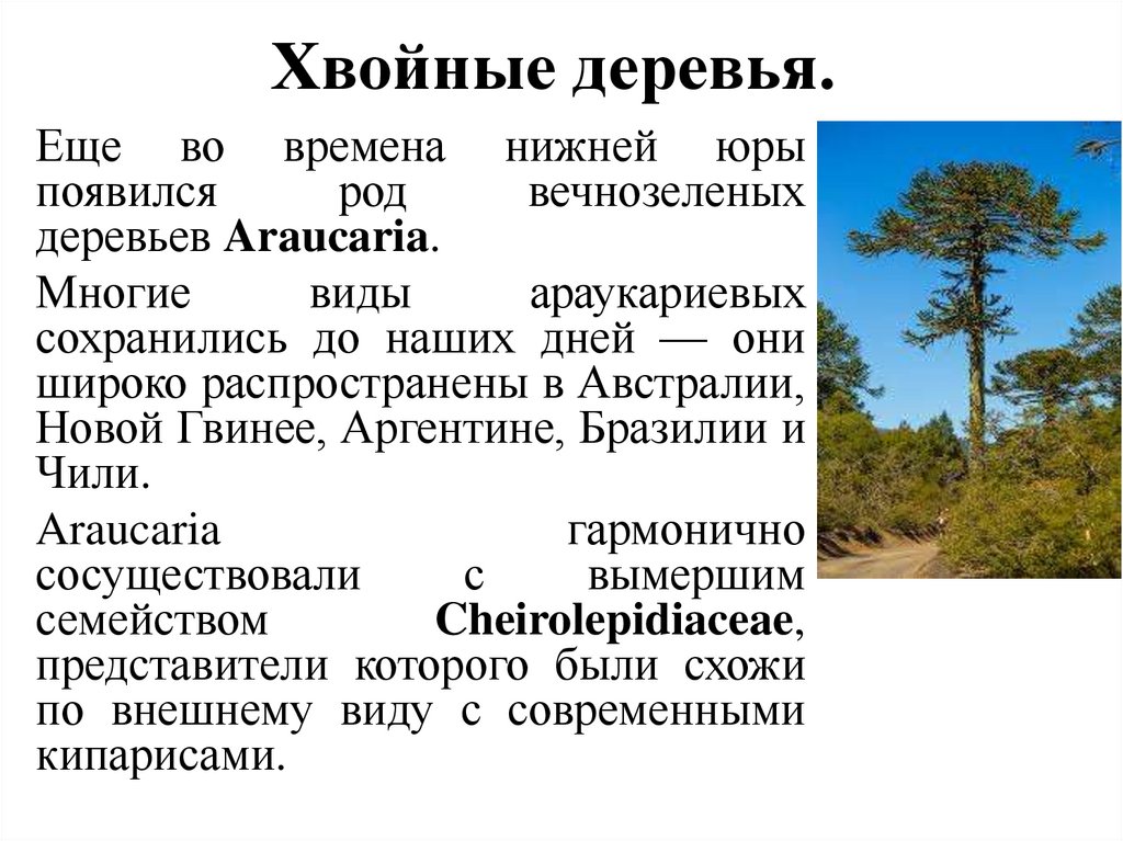 Хвойные деревья. 