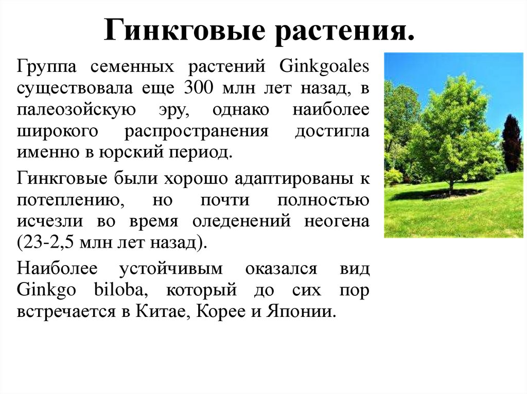 Гинкговые растения. 