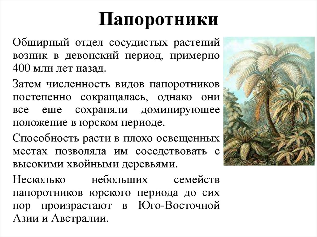 Папоротники