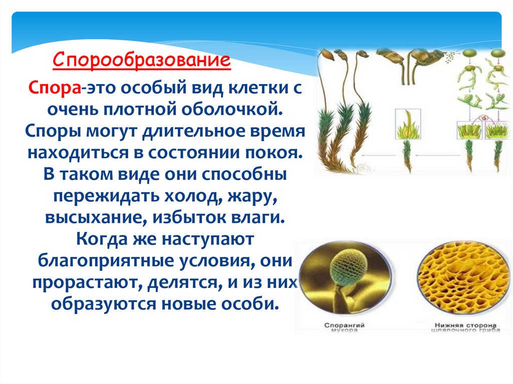 Спорообразование