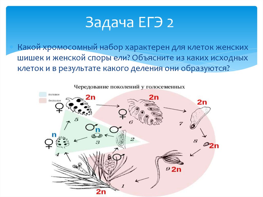 Задача ЕГЭ 2