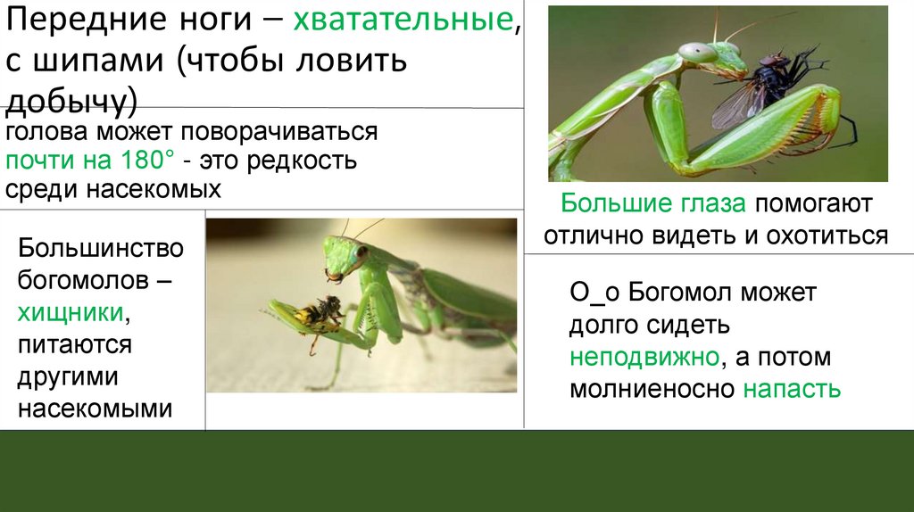 Передние ноги – хватательные, с шипами (чтобы ловить добычу)