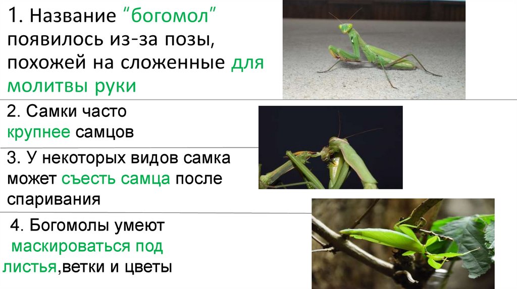 1. Название “богомол” появилось из-за позы, похожей на сложенные для молитвы руки