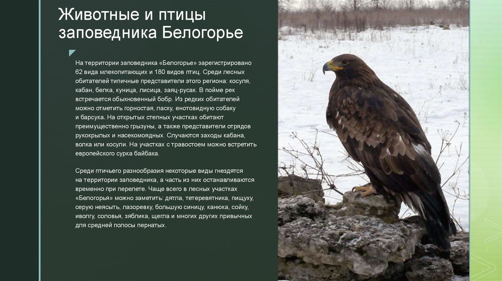 Животные и птицы заповедника Белогорье