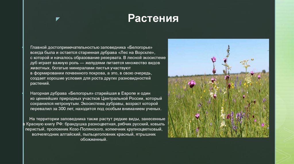 Растения