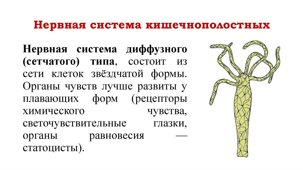 Нервная система кишечнополостных