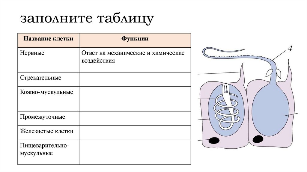 заполните таблицу