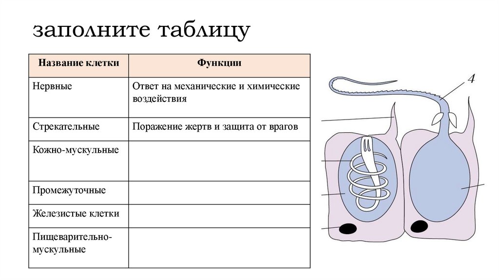 заполните таблицу