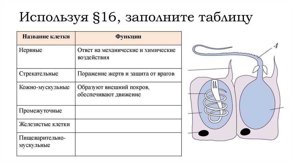 Используя §16, заполните таблицу