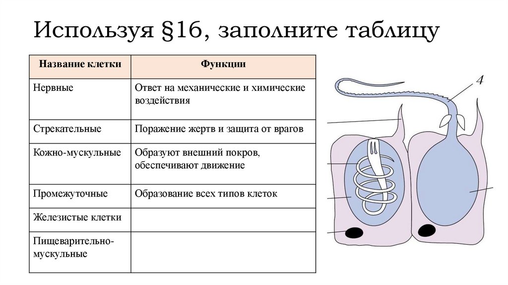 Используя §16, заполните таблицу