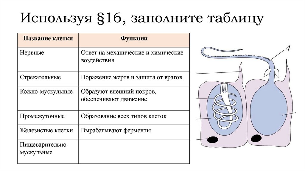 Используя §16, заполните таблицу