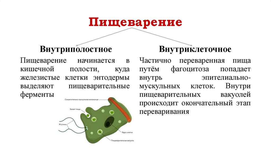 Пищеварение