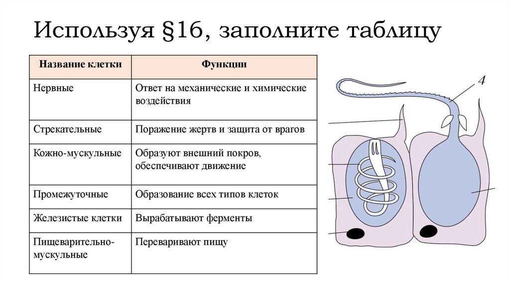 Используя §16, заполните таблицу