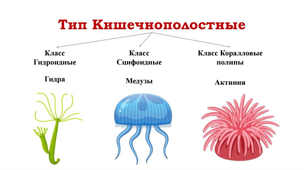 Тип Кишечнополостные