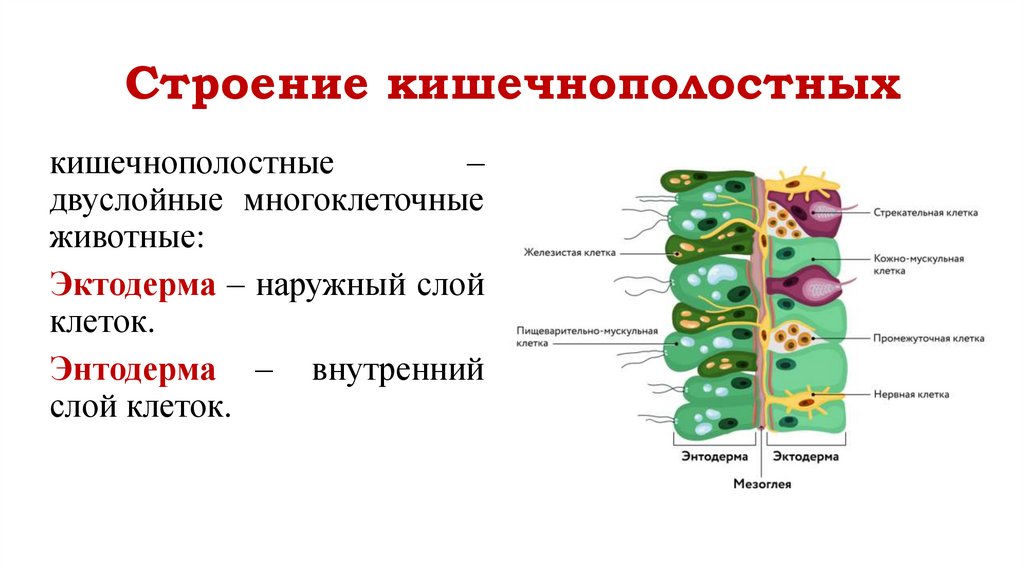 Строение кишечнополостных