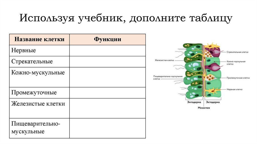 Используя учебник, дополните таблицу