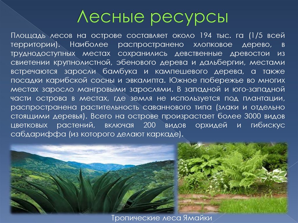Лесные ресурсы