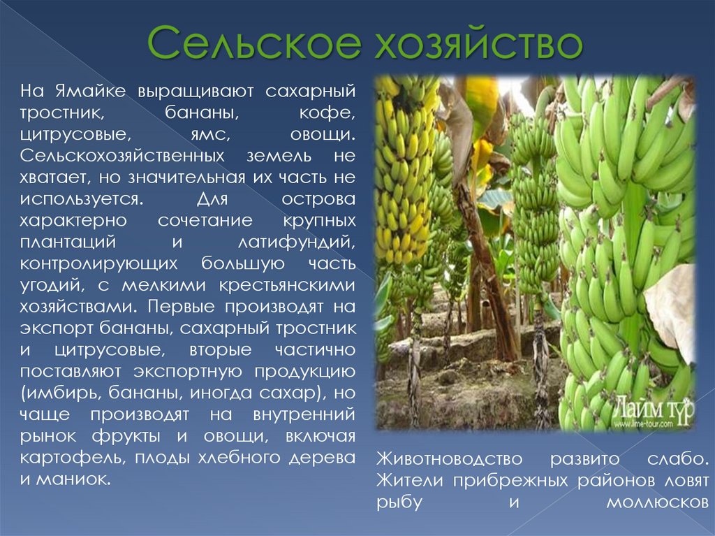 Сельское хозяйство