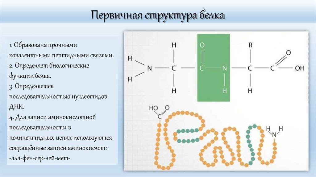Первичная структура белка