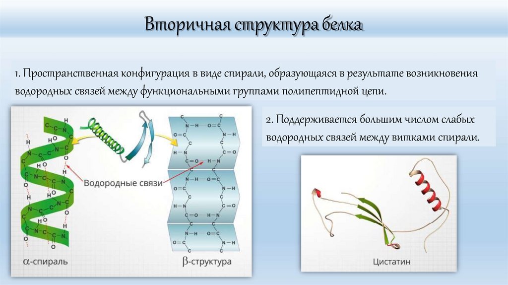 Вторичная структура белка