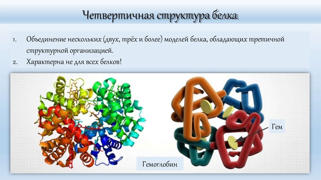 Четвертичная структура белка