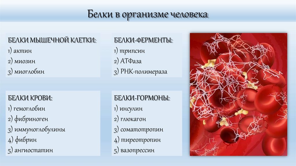 Белки в организме человека
