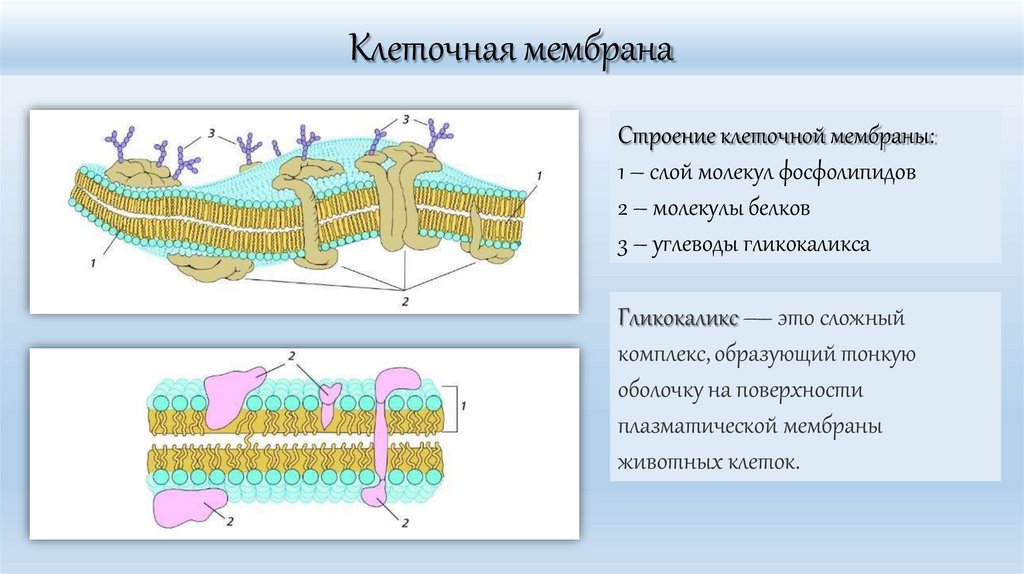 Клеточная мембрана